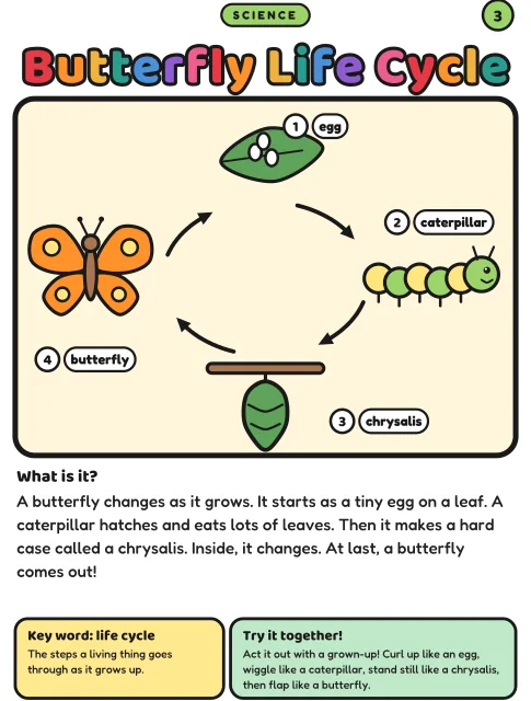 Butterfly Life Cycle coloring page